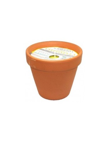 VASETTO TERRACOTTA CITRONELLA 11X11 su TreG Ingrosso