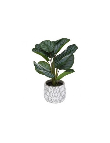 PIANTA 185462 MARANTA CON VASO 30X45CM su TreG Ingrosso