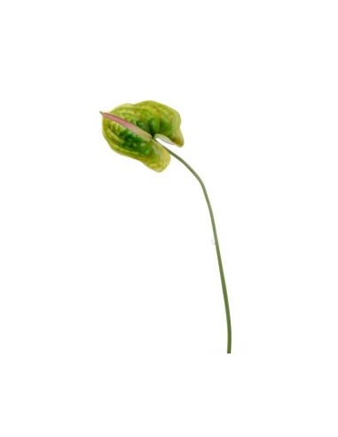 STELO 17390012-01 ANTHURIUM VERDE 70CM