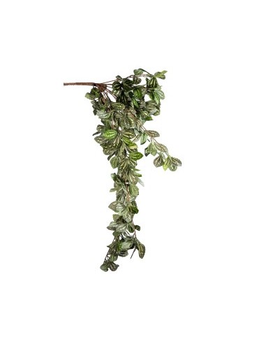 STELO 268015792 CESPUGLIO FITTONIA VERDE 110CM