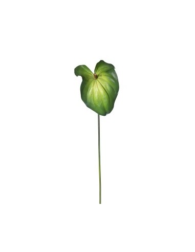 PIANTA 1812002102 ANTHURIUM GIGANTE 90CM VERDE