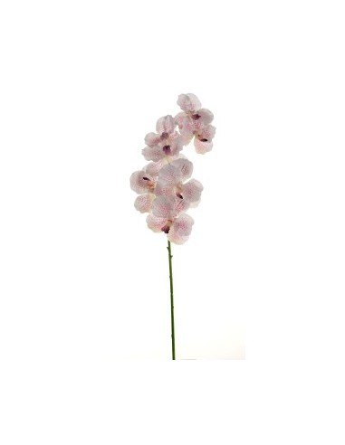 PIANTA 18090002-91 ORCHIDEA BIANCO/ROSA 80CM