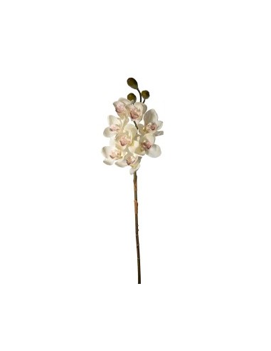 PIANTA 27000303-10 CIMBYDIUM BIANCO 75CM 8 FIORI