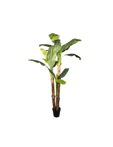 PIANTA 18240002-01 BANANO 200CM FOGLIE VERDI