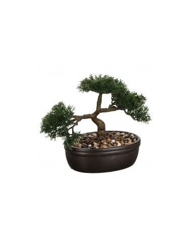 PIANTA 103379 BONSAI 23CM su TreG Ingrosso