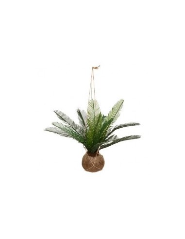 PIANTA 179299 COCCO 50CM su TreG Ingrosso