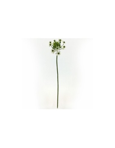 ORNITHOGALUM 1567-11 BIANCO su TreG Ingrosso