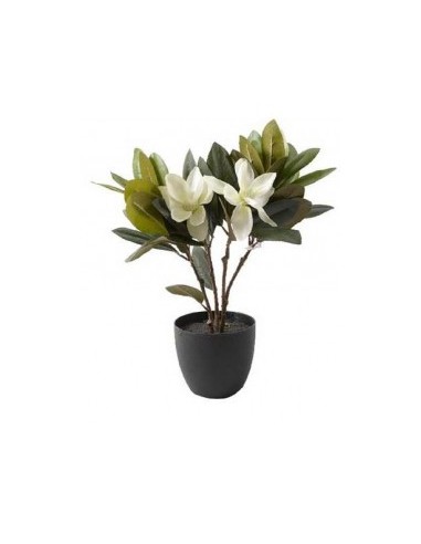 PIANTA MAGNOLIA IN VASO 45CM su TreG Ingrosso