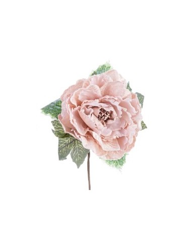 PICK 0928933 PEONIA CHARME ROSA su TreG Ingrosso