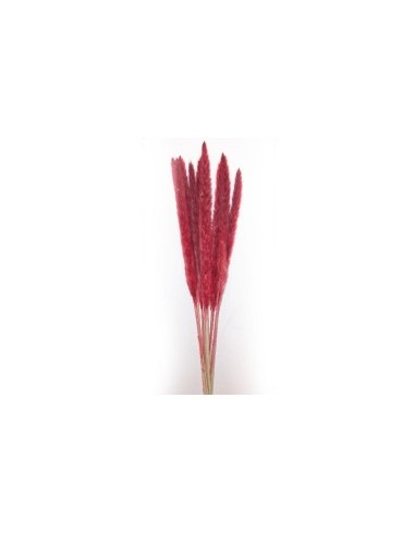 STELO PAMPAS ROSSO 10 RAMI 70CM su TreG Ingrosso