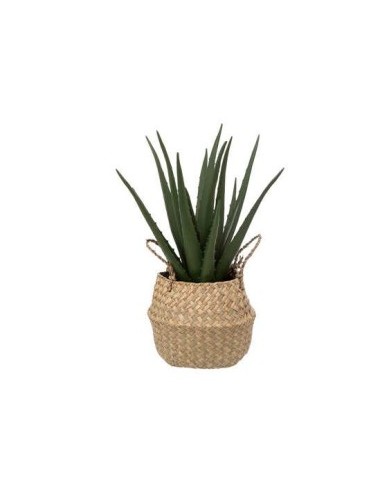 PIANTA 189119 ALOE NATURALE 37CM CON VASO