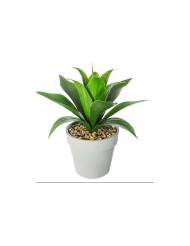 PIANTA 160073 ALOE VERA H35CM CON VASO