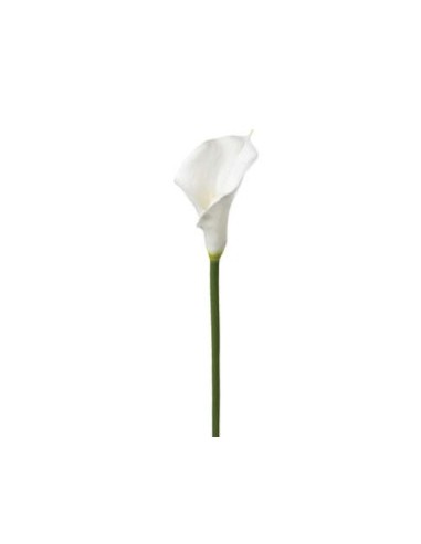 PIANTA 121515 STELO DI ARUM H75CM BIANCO