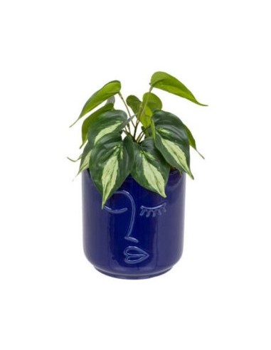 PIANTA 198130 SOLEYA H30CM VASO CERAMICA BLU