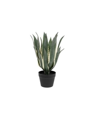 PIANTA 198124 AGAVE AMERICANA 35X35X55CM CON VASO