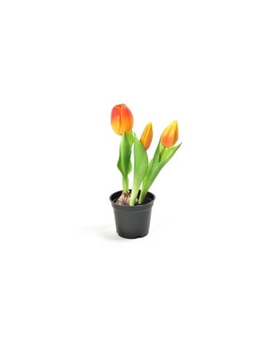 TULIPANO 12589 ARANCIO GOMMA 21CM CON VASO