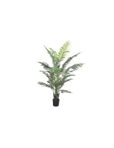 PIANTA 7054-09 ARECA VERDE 2,10MT