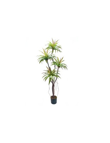 PIANTA 7526-09 YUCCA 4 RAMI 1,65MT