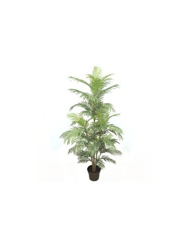 PIANTA 7561-09 ARECA VERDE 1,80MT