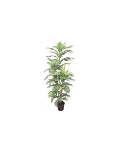 PIANTA 7563-09 ARECA VERDE 2,30MT